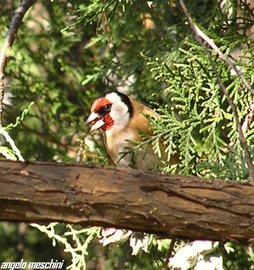 Cardellino (Carduelis carduelis).
